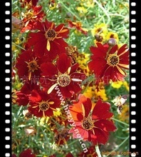 紅花金雞菊_金雞菊價格_優質金雞菊批發/采購 
