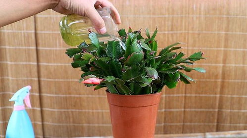 6種吉利花,必須 小盆養 ,花盆越大,越難成精品
