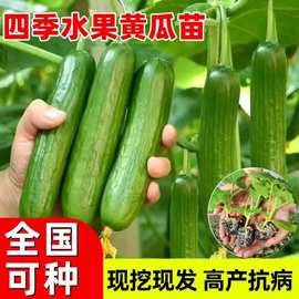 綠寶黃瓜種子