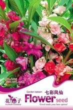 【七彩鳳仙花種子】最新最全七彩鳳仙花種子 產品參考信息