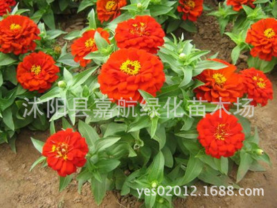 供應(yīng)花卉種子、矮百日草(F1)種子百日菊種子 步步高 對(duì)葉梅