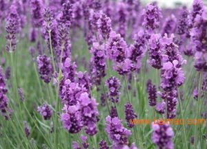 薰衣草種子報(bào)價(jià) 濰坊劃算的草花種子哪里有供應(yīng),薰衣草種子報(bào)價(jià) 濰坊劃算的草花種子哪里有供應(yīng)生產(chǎn)廠家,薰衣草種子報(bào)價(jià) 濰坊劃算的草花種子哪里有供應(yīng)價(jià)格