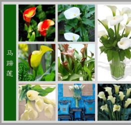 百花圖譜