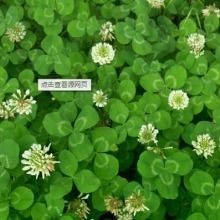 2019花卉種子種苗價格 報價 花卉種子種苗批發(fā) 第2頁 種子網