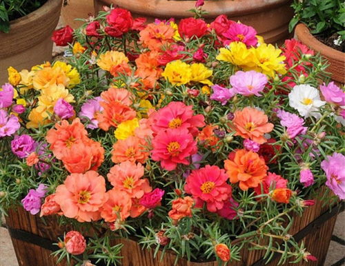 5月養(yǎng)太陽(yáng)花,記住3個(gè) 方法 ,待到花期開(kāi)花滿盆
