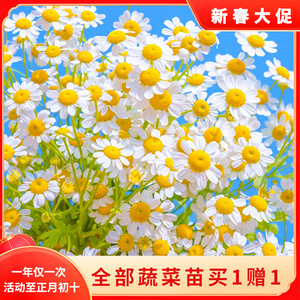 洋甘菊花種子