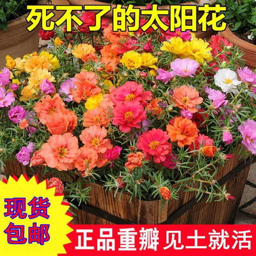 1萬粒太陽花種子重瓣混色松葉牡丹花卉種子室內陽臺盆栽花種籽