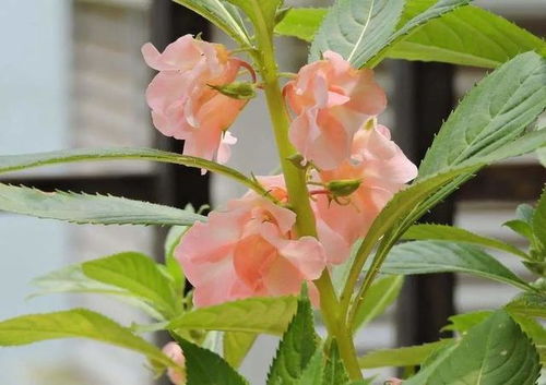 花卉中直率純真的野丫頭 鳳仙花,這么養護,熱情坦然,絢麗多彩