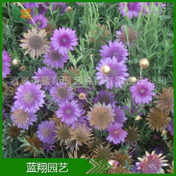 廠家直銷 花卉種子 干花菊 菊花種子 干花菊種子 種子批發