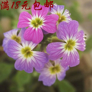 花卉種子 七里香種子 芳香草花卉植物陽臺盆栽易種維吉尼亞紫羅蘭優惠價2元,花卉種子精心為您挑選-麥爾網購導航-網購寶