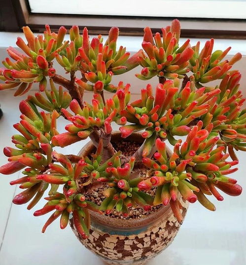 5種建議用小盆養(yǎng)的花卉 小盆易出精品，大盆易爛根