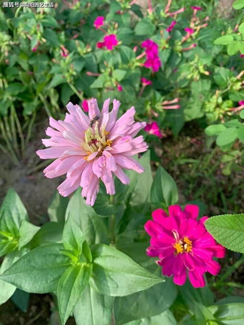 九塊九的花種子，是實(shí)惠還是智商稅？