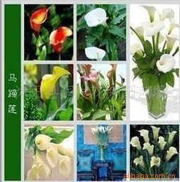 彩色馬蹄蓮種球苗木花卉種子的種植與養(yǎng)護(hù)指南