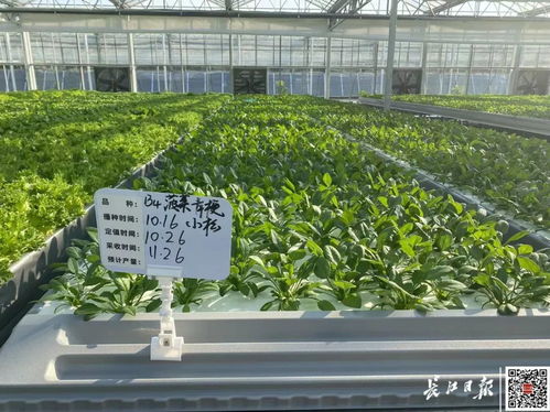 武漢植物工廠 科技賦能，70多種葉菜與花卉種子實現全年上市
