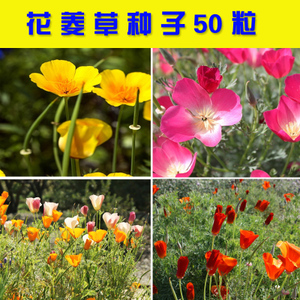陽臺(tái)盆栽新選擇 花菱草種子的魅力與種植指南