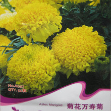 明黃萬壽菊種子 種植指南與產(chǎn)品選購全攻略