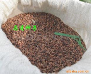 專業(yè)供應(yīng)優(yōu)質(zhì)馬蓮種子，盡在沭陽縣秀之園花卉園藝場