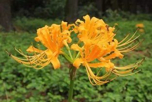 杭州植物園入選首批國家花卉種質(zhì)資源庫，守護(hù)花卉種子多樣性