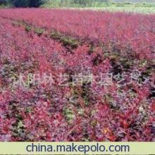 紅葉小檗 秋日庭院中的那一抹亮色——從種子到風(fēng)景的培育指南