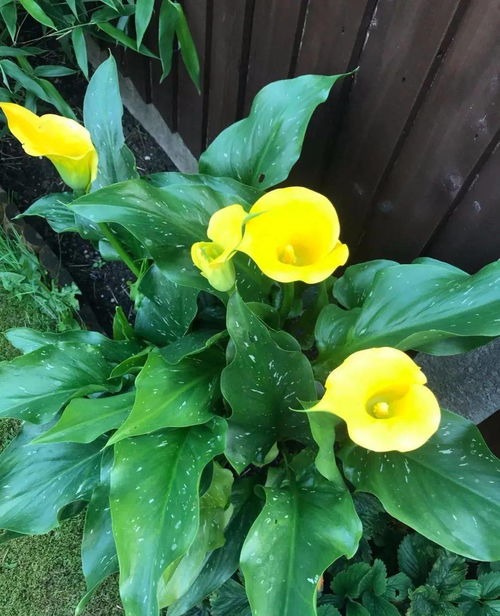 12種耐陰花，顏值爆表又好養(yǎng)，比綠蘿吊蘭美一萬倍