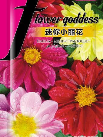 春日種植秘籍 郵樂官方推薦“花兒朵朵”迷你小麗花種子與美麗圖鑒
