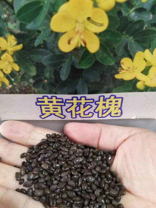 花卉種子種苗大量現(xiàn)貨供應(yīng)中——如何選擇高質(zhì)量種子與種苗