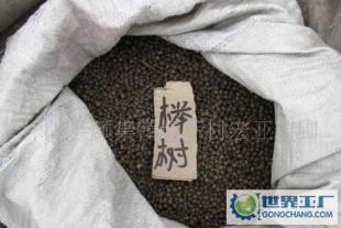 優(yōu)質(zhì)櫸樹種子與各類花卉園藝種子的精選指南